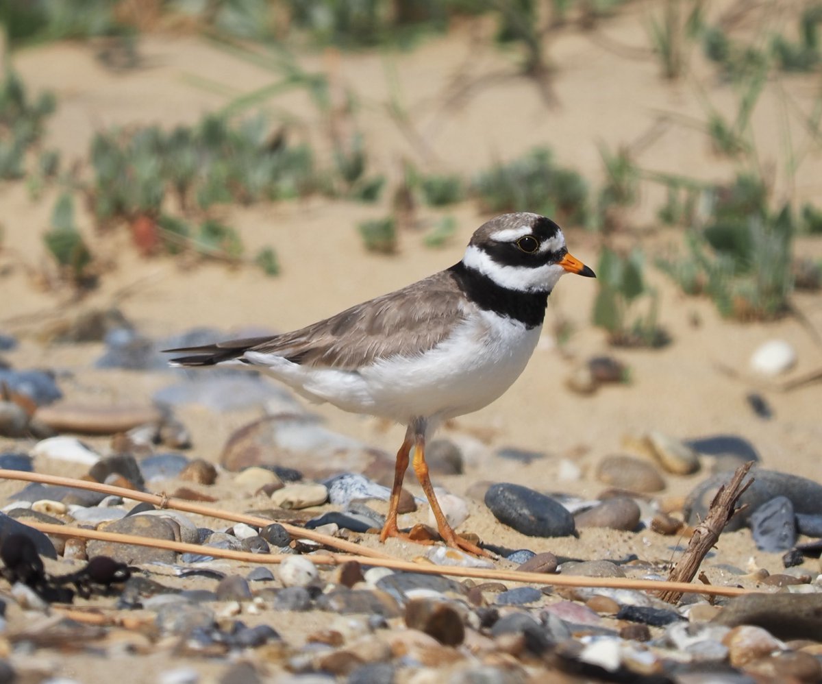 Mike Smith (@mikecsmiffy) on Twitter photo Ringed Plover on the beach at Covehithe, Suffolk
#birds #birdphotography #wildlife #wildlifephotography #nature #naturephotography
<a href="/Natures_Voice/">RSPB</a> <a href="/suffolkwildlife/">SuffolkWildlifeTrust</a> <a href="/BTO_Suffolk/">BTO Suffolk</a> <a href="/NatureUK/">NatureUK</a> <a href="/Britnatureguide/">The British Nature Guide</a> Ringed Plover on the beach at Covehithe, Suffolk
#birds #birdphotography #wildlife #wildlifephotography #nature #naturephotography
<a href="/Natures_Voice/">RSPB</a> <a href="/suffolkwildlife/">SuffolkWildlifeTrust</a> <a href="/BTO_Suffolk/">BTO Suffolk</a> <a href="/NatureUK/">NatureUK</a> <a href="/Britnatureguide/">The British Nature Guide</a>