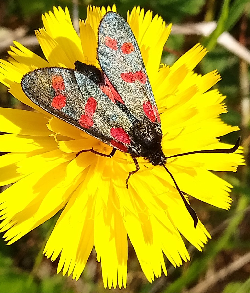 Sarah L (@s4r4h_l) on Twitter photo #SundayYellow with a dazzling 6 spot burnet #moth enjoying cat's ear #flower at #StAnnes last Thursday. #MothsMatter <a href="/StAnnesTweetUp/">RELAX ST ANNES</a> #vitaminN #SundayYellow with a dazzling 6 spot burnet #moth enjoying cat's ear #flower at #StAnnes last Thursday. #MothsMatter <a href="/StAnnesTweetUp/">RELAX ST ANNES</a> #vitaminN