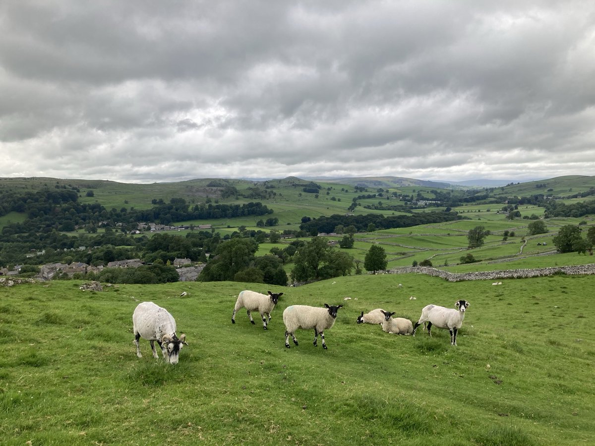 doristhehat's tweet image. Good morning everyone and happy Sunday 馃榾from new Yorkshire Dales sheep friends I met yesterday heading towards Settle 馃悘 馃挌