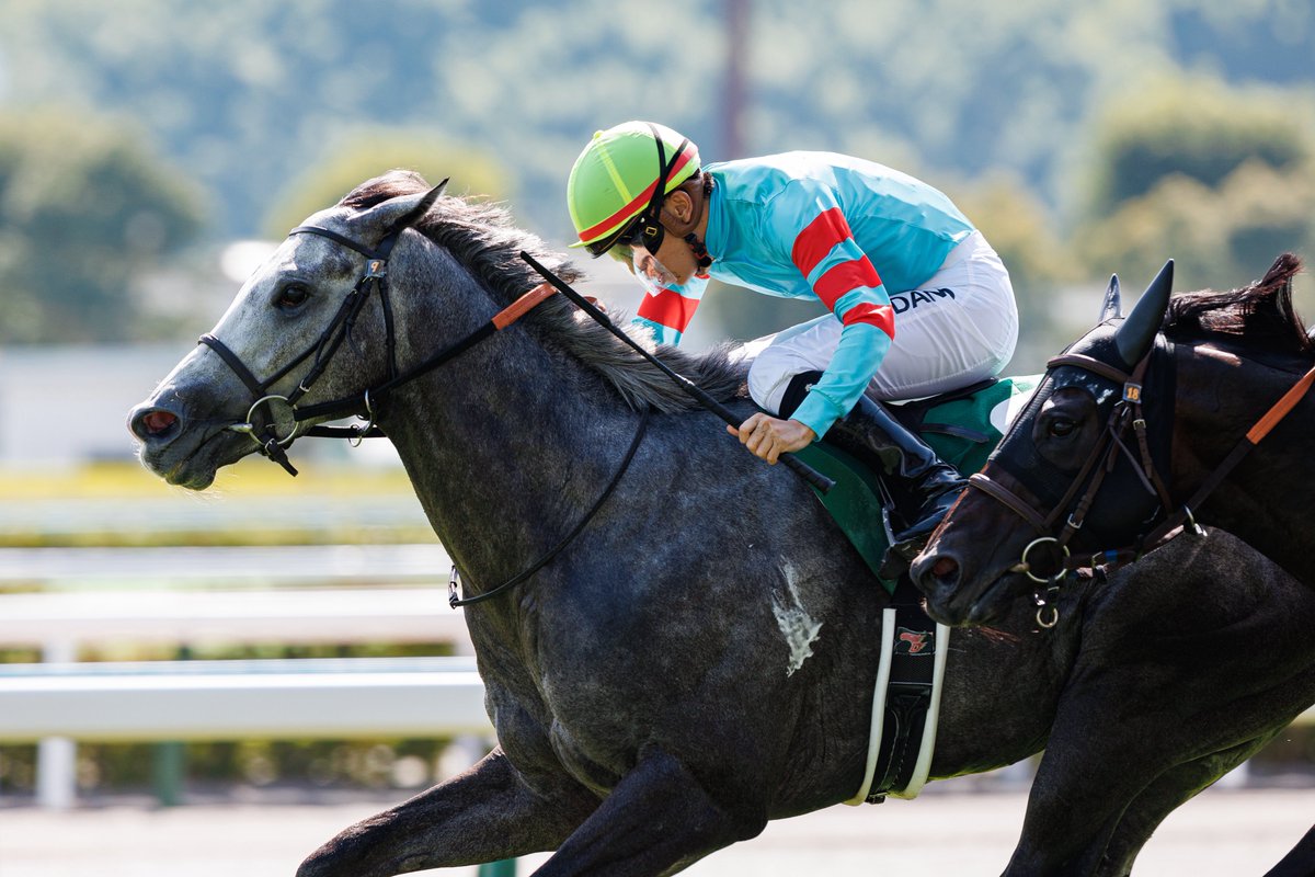 demekeiba113's tweet image. 2025.07.06　小倉競馬　11R

テレビ西日本賞　第60回　北九州記念　GⅢ　1着

ヤマニンアルリフラ✕団野大成騎手

#小倉競馬　#北九州記念　#ヤマニンアルリフラ　#団野大成