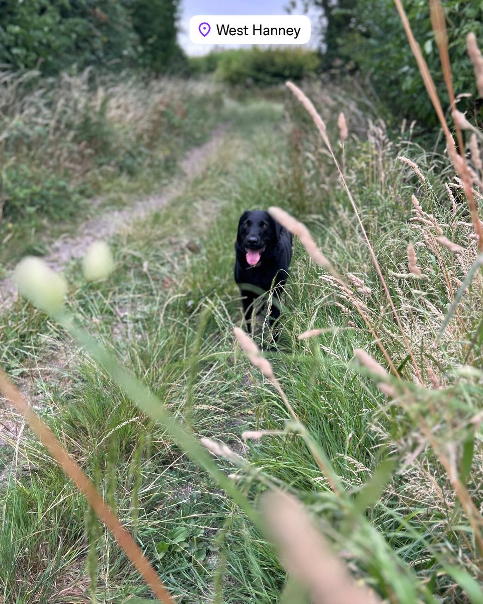Happy #Hanney Sunday 🐾