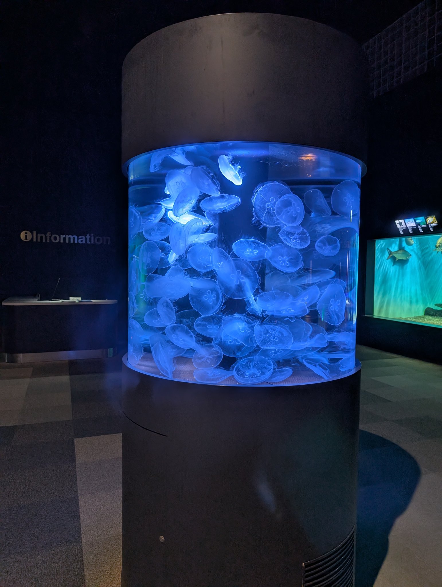 クラゲさま Amazon.co.jp: Movdyka 3D クリスタルボール クラゲ 装飾 置物