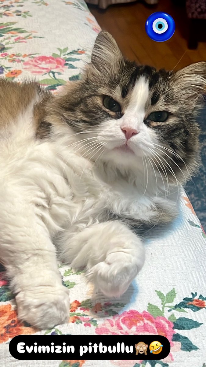 Evimizin pitbullu ponçik.. Hiç
Iskalamaz🤣🤣🤣🙈🙈