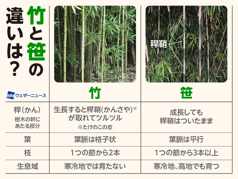 【竹と笹の違いとは？】
明日7日(月)は七夕。「笹の葉さらさら…」と歌にあるように、笹に短冊などの飾り付けをする時期です。

この「笹」ですが、よく似た植物である「竹」と何が違うのかご存じでしょうか？大きさではなく、実は明確な違いがあるそうです。
weathernews.jp/news/202507/05…