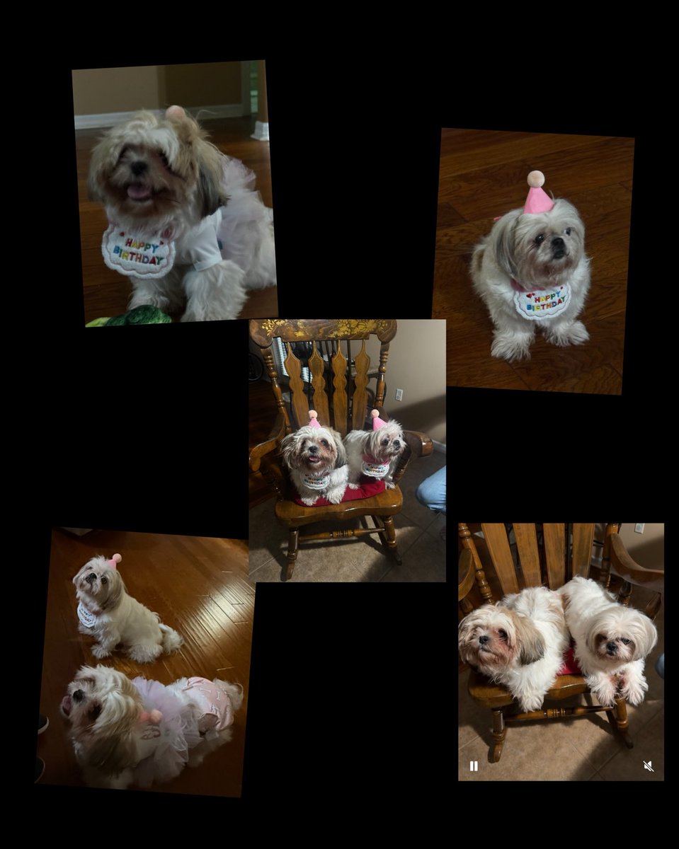Happy birthday to my 4 legged daughters!!  🎂🎂🎉🎉