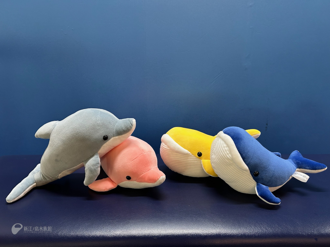 🆕すいすいイルカクジ えのすい特別企画展「イルカとクジラ」に合わせ