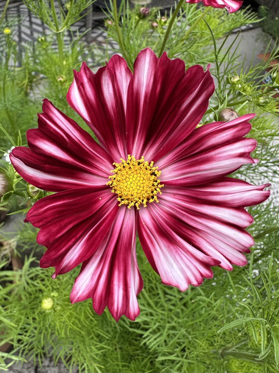 Karin B (@tinykarin) on Twitter photo Newcomer to our garden 
#cosmos #garden #flowers Newcomer to our garden 
#cosmos #garden #flowers