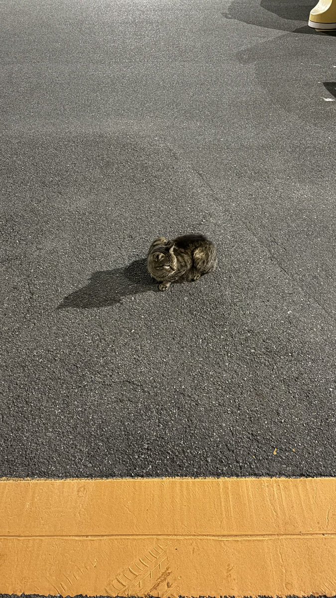 おすもうペット (@osmopet) on Twitter photo 