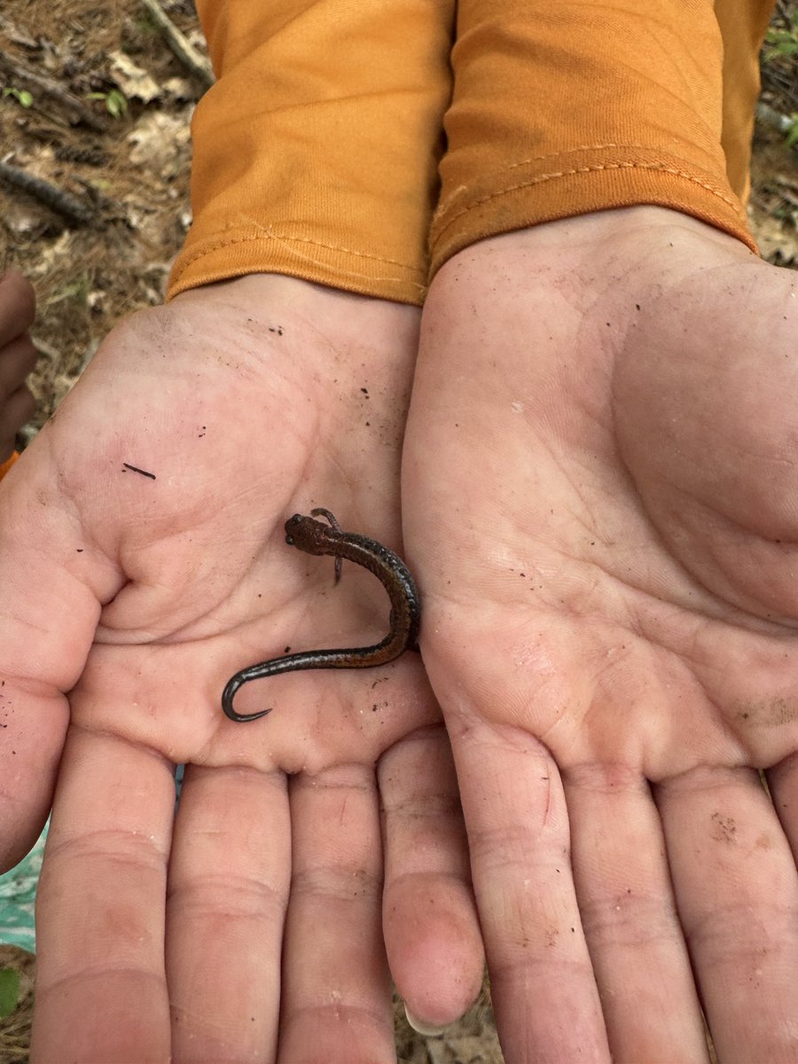 The kids found a salamander today. July stuff.