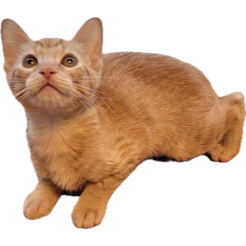 Enjoy this Yogi sticker for your phones