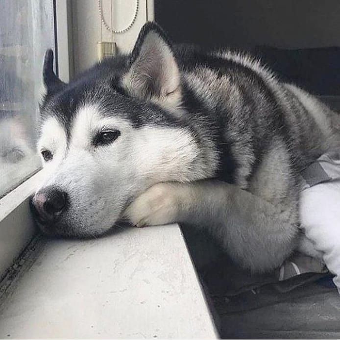AnecHusky's tweet image. I wish my brain could turn off a bit so I could focus better and have a successful relationship... or even just when dating.
My biggest flaw is that I always have to be doing something productive and I miss planning time to be with the other person...this is why I'm single still