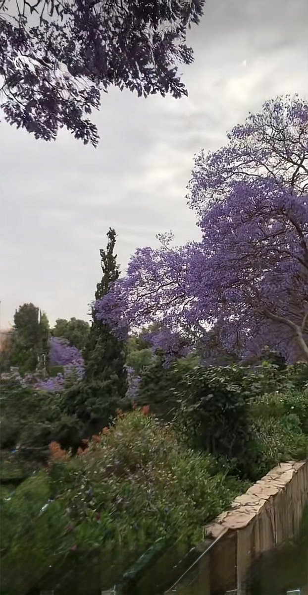 #في_قانون_الحب_والصباح                         يا حُلوة العينَين يا زهرة قلبِي 🤍َ.