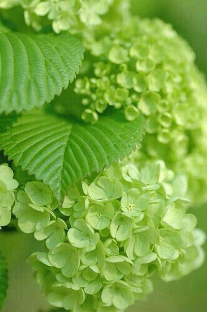 555_kao's tweet photo. @koishakknahi 🙇🙏🍀🍃🌿🍃☘️🍃🍀🍃🌿🍃☘️ https://t.co/I626ZEWL27