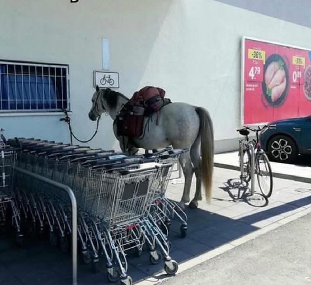 horse in parking lot