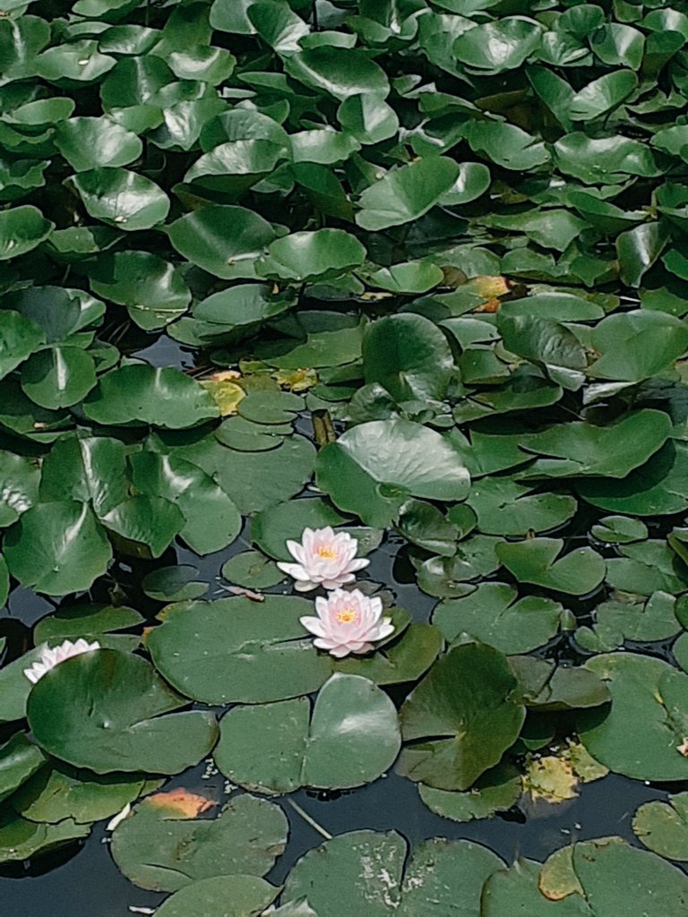 요새 집 주변 작은 인공연못에선 연꽃이 한창 피고 지는 중이다. 안이 들여다 보이지 않을 정도로 탁한 물에서 어떻게 저렇게 아름답게 꽃을 피울까. 볼 때 마다 감탄이 나오고, 숭고함마저 느낀다.
