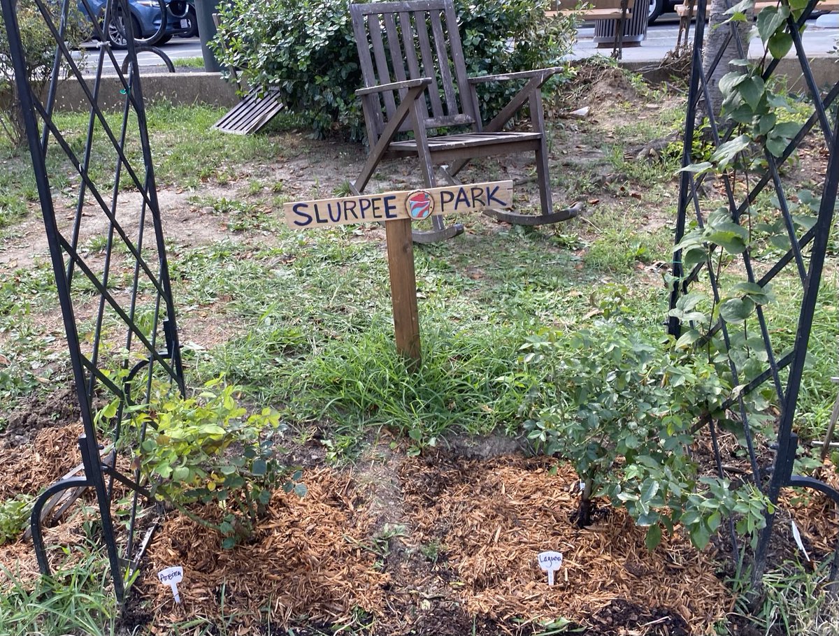 ⁦<a href="/7eleven/">7-ELEVEn</a>⁩ climbing roses planted outside your store in DC. Adams Morgan neighborhood.
Franchise owner has expressed zero support.