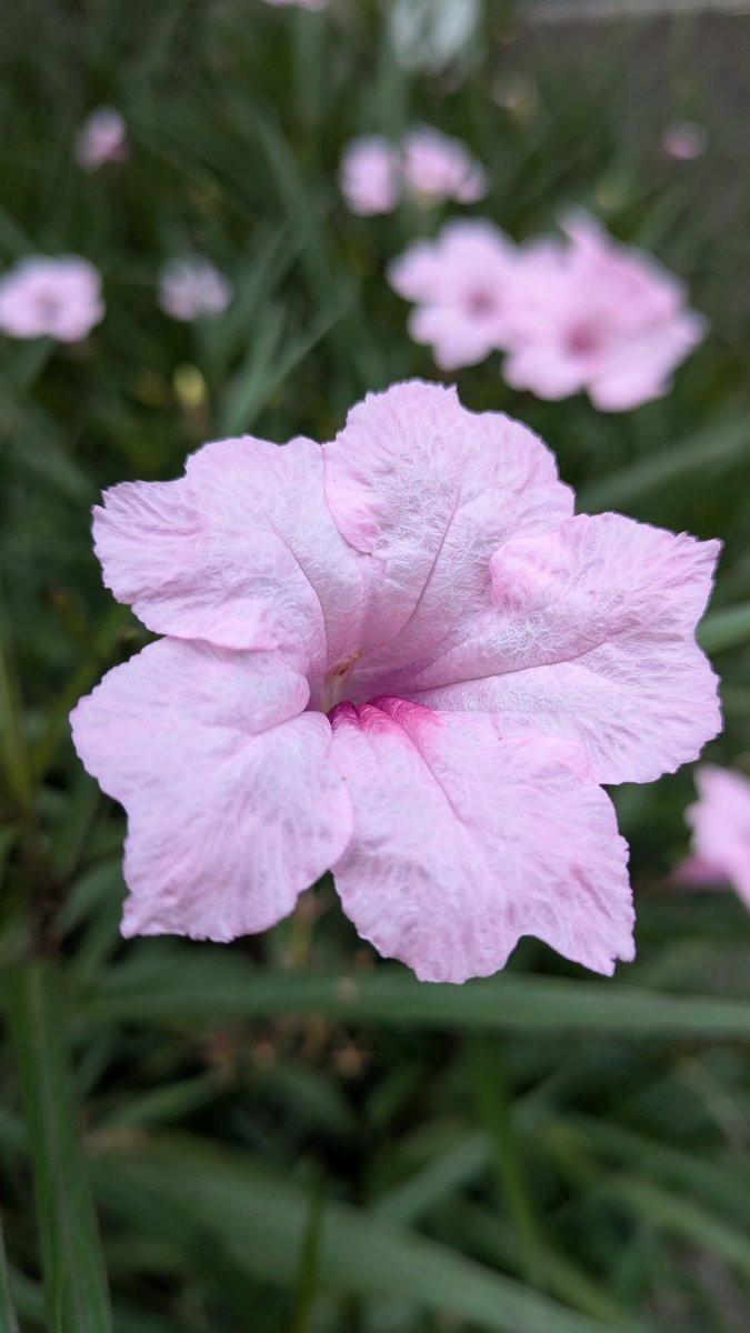 TaiwanStone's tweet image. 藍花草...俗名（翠盧麗）