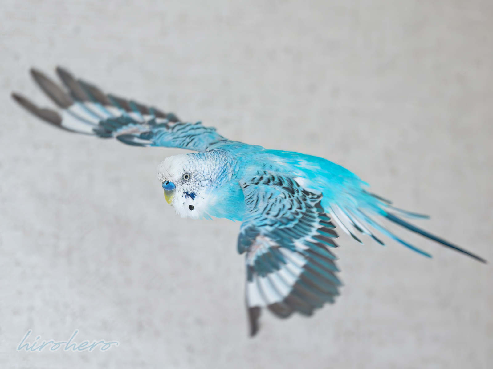 hiro　　アネモネ、信長、インコ hirohero on X: 