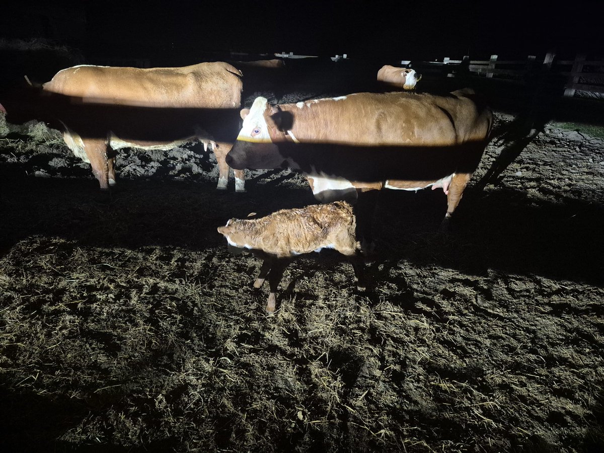 Quick camera check on the cattle tonight, we got to watch our newest heifer be born.  Hereford mom and black BeeZee Acres limousine dad make nice little red baldies! Welcome Nancy! #ontag