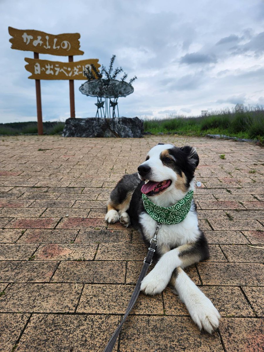 RIDERHOUSE69TA's tweet photo. 1泊2日で富良野へ家族旅行🐕️
流石に暑すぎてバテバテでした笑
次は涼しくなってからだね🎵
＃ライダーハウス
＃禄太
＃オーストラリアンシェパード
＃ルイ
＃青い池
＃富良野 https://t.co/Z7zqDEaPL7