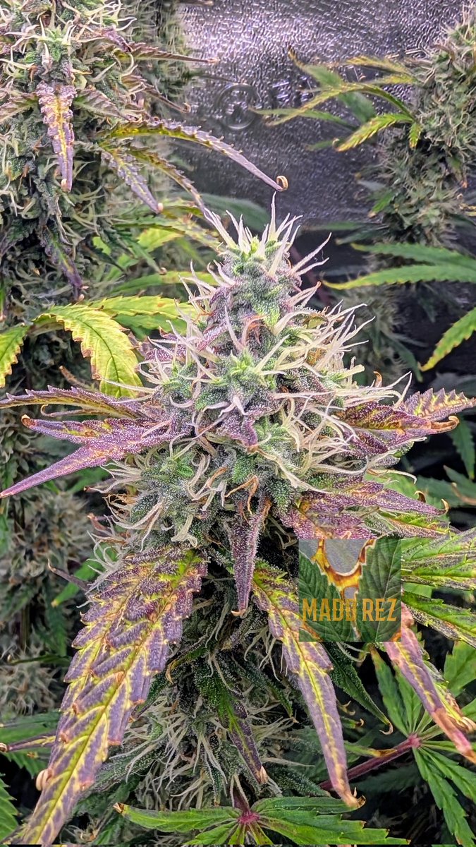 Madd Rez (@madd_rez) on Twitter photo Gargamel's Stash Auto 🍄💰
Almost at 10 Weeks with loads of color coming in now 🎨
Bred by <a href="/HappyBirdSeeds/">Happy Bird Seeds</a> Gargamel's Stash Auto 🍄💰
Almost at 10 Weeks with loads of color coming in now 🎨
Bred by <a href="/HappyBirdSeeds/">Happy Bird Seeds</a>