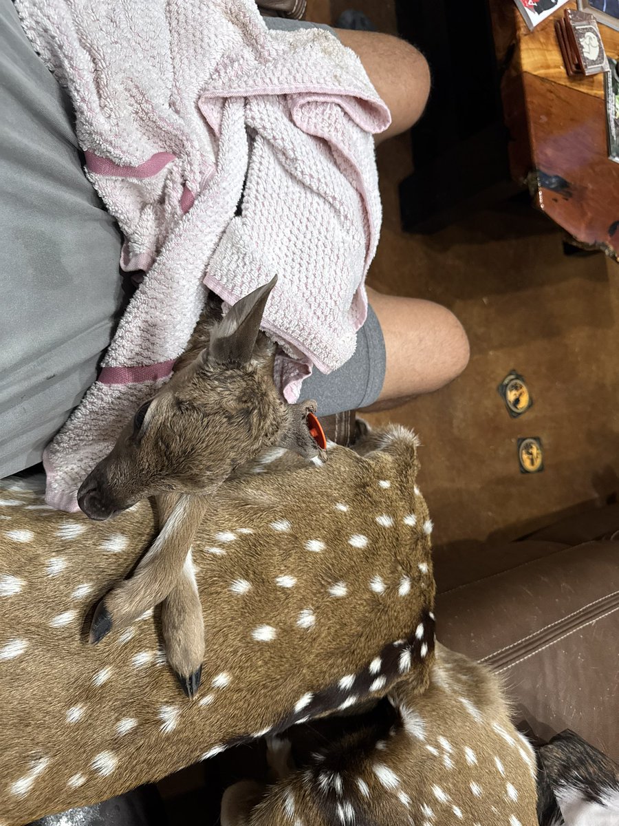 jessup66's tweet image. Baby girl needed drying off after the storm. All better now