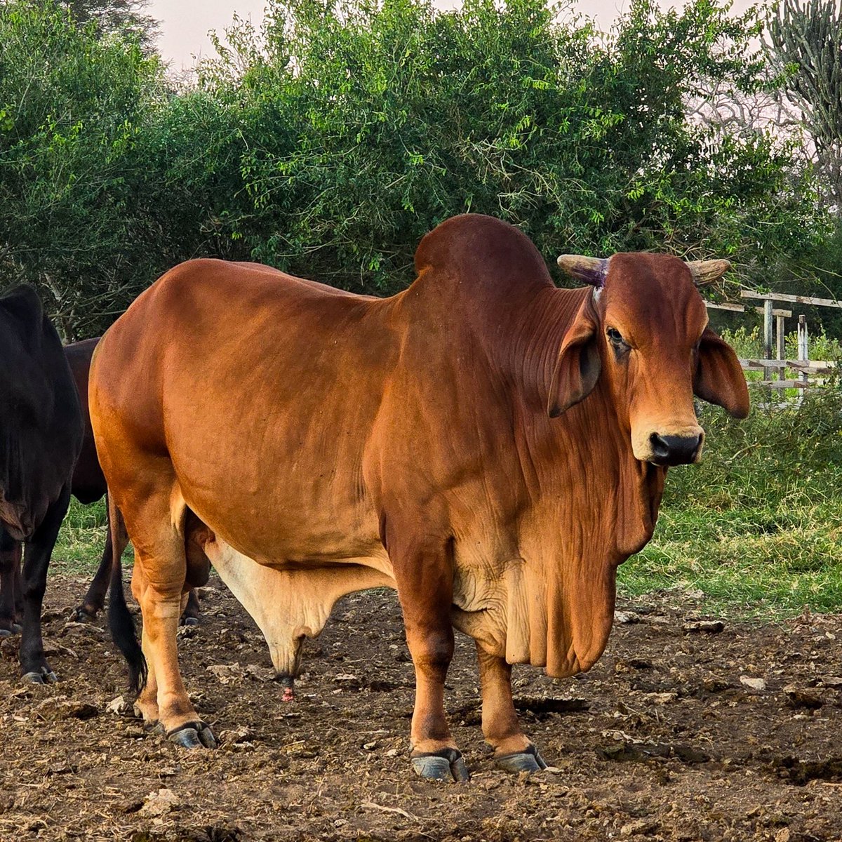 Mi primer toro, Canelito.