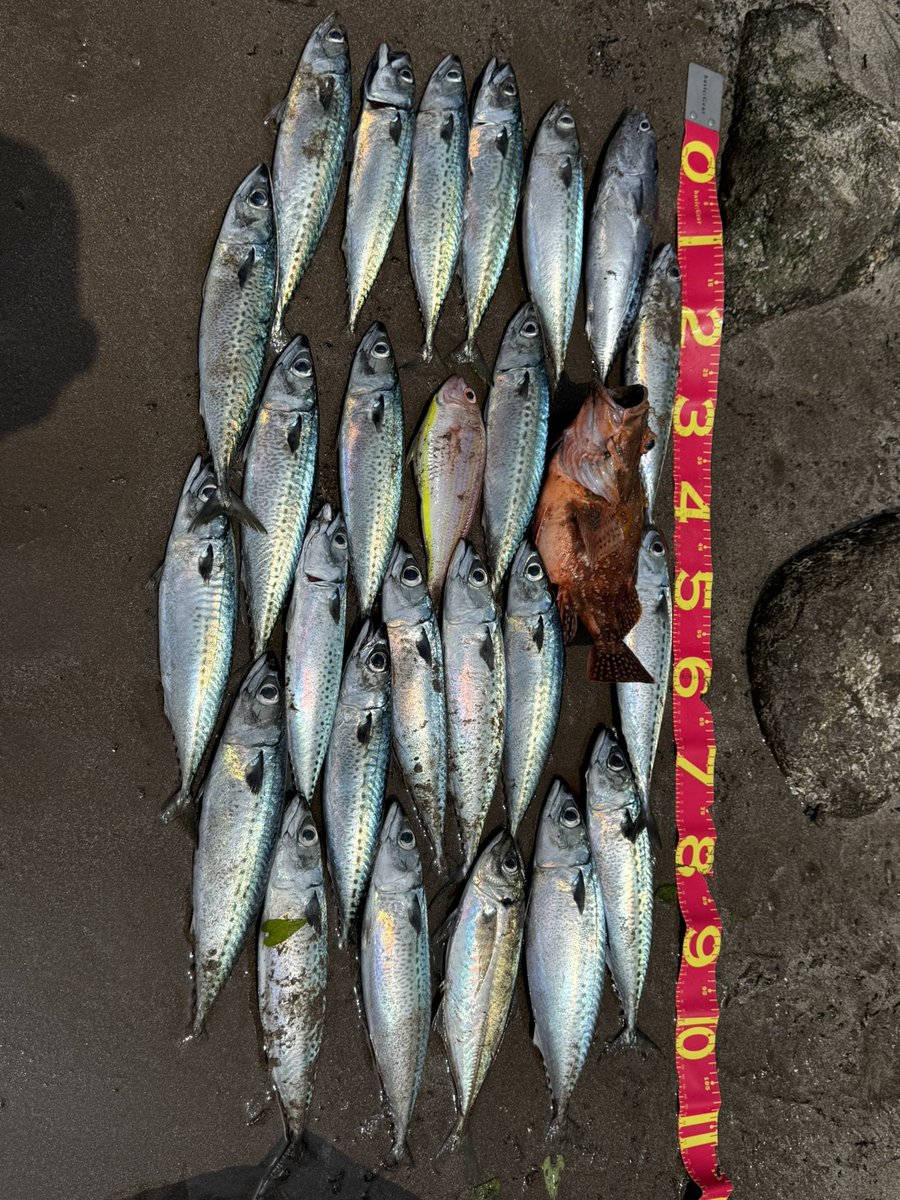 iminami_d's tweet photo. 東伊豆行ってきました
まるまる肥えたサバ祭りと愉快な仲間たち https://t.co/5xexj2RJvx