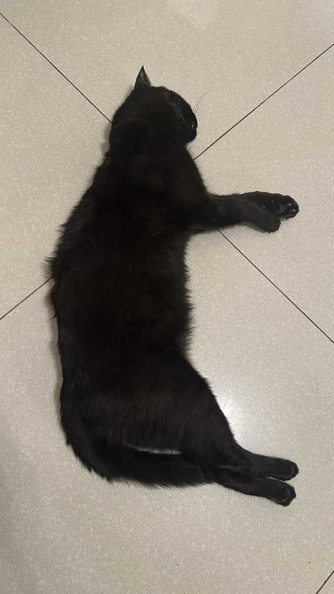 فقدت اعز صديق ورفيق عندي(كاسبر ) وبدون اي سبب او تفسير  كان يلعب  وبصحه زينه فجئه  انسدح على عادته  بس طول حسبته نايم بعد وقت اكتشفت انه ميت  مات بكل هدوء مو قادره اتخطى  موتته الغريبه💔