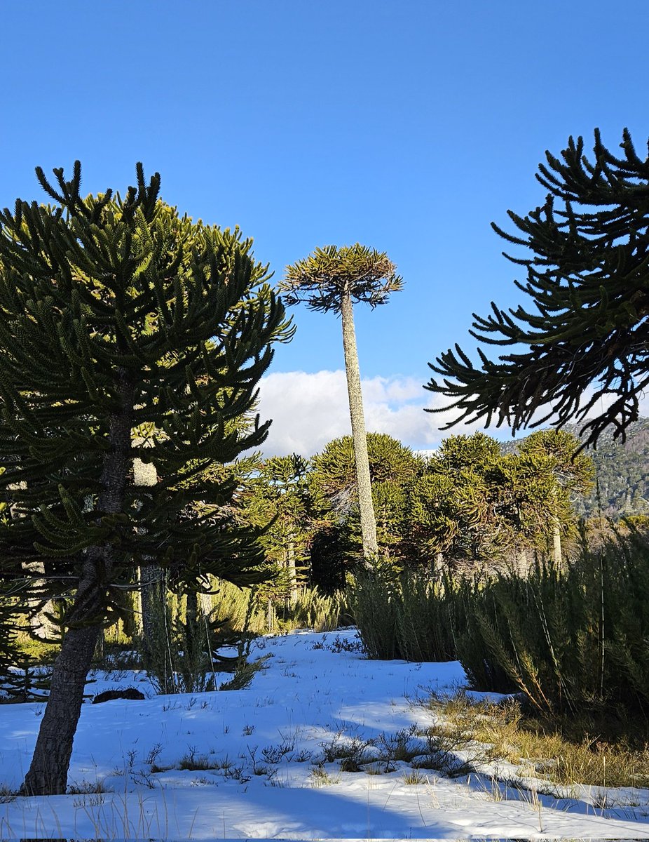 Olguitaa_Marina's tweet photo. #Corralco
#Curacautín
#Araucarias https://t.co/6M0L0r5kzt