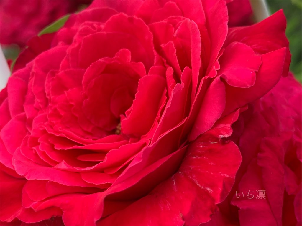ichirin_'s tweet photo. 真夏日の中

凛と咲いてる

7月のバラ

#TLを花でいっぱいにしよう #花 #バラ #薔薇 #7月 #夏 #季節 #四季 #自然 #キリトリセカイ #キリトリ世界 #美しい #いち凛 https://t.co/Q8K19Jbjnu
