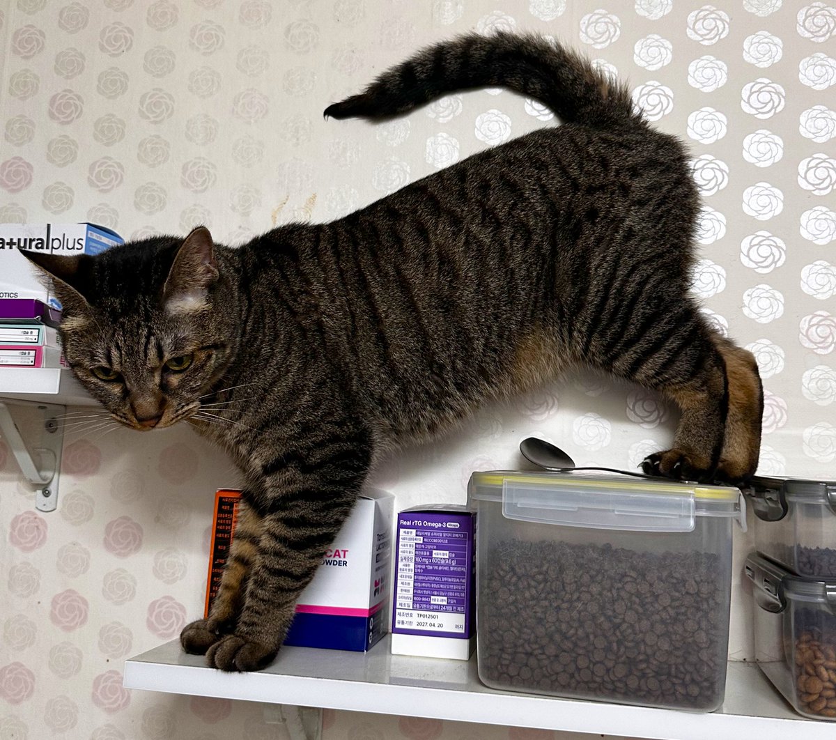 부엌에서 맨날 엉엉 우는소리가 들려서
부리나케 기보면
김호떡이
“대장 도와줘 무너뜨리지 않고 싶은데 발 디딜 곳이 없어 내려줘”
하고있다
너무너무 착한데 너무너무 바보인 고영