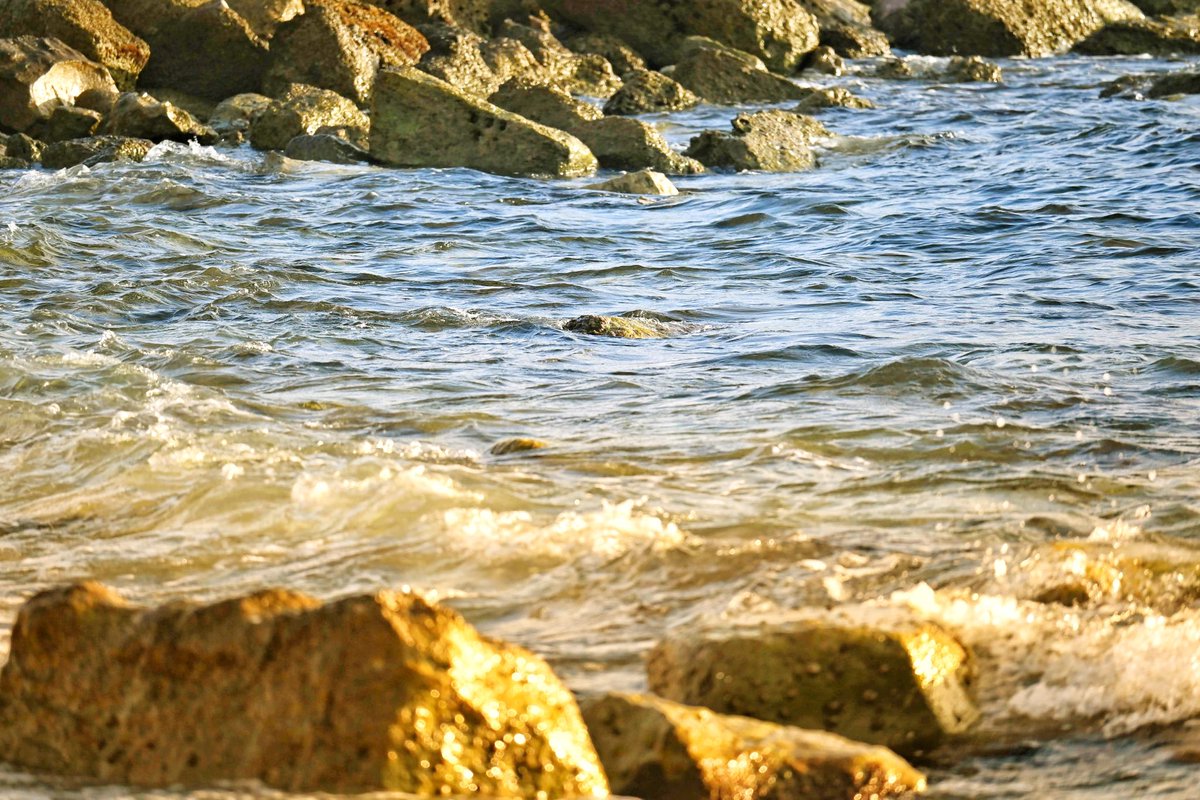 lizaphoto20's tweet image. Warmth
#photography