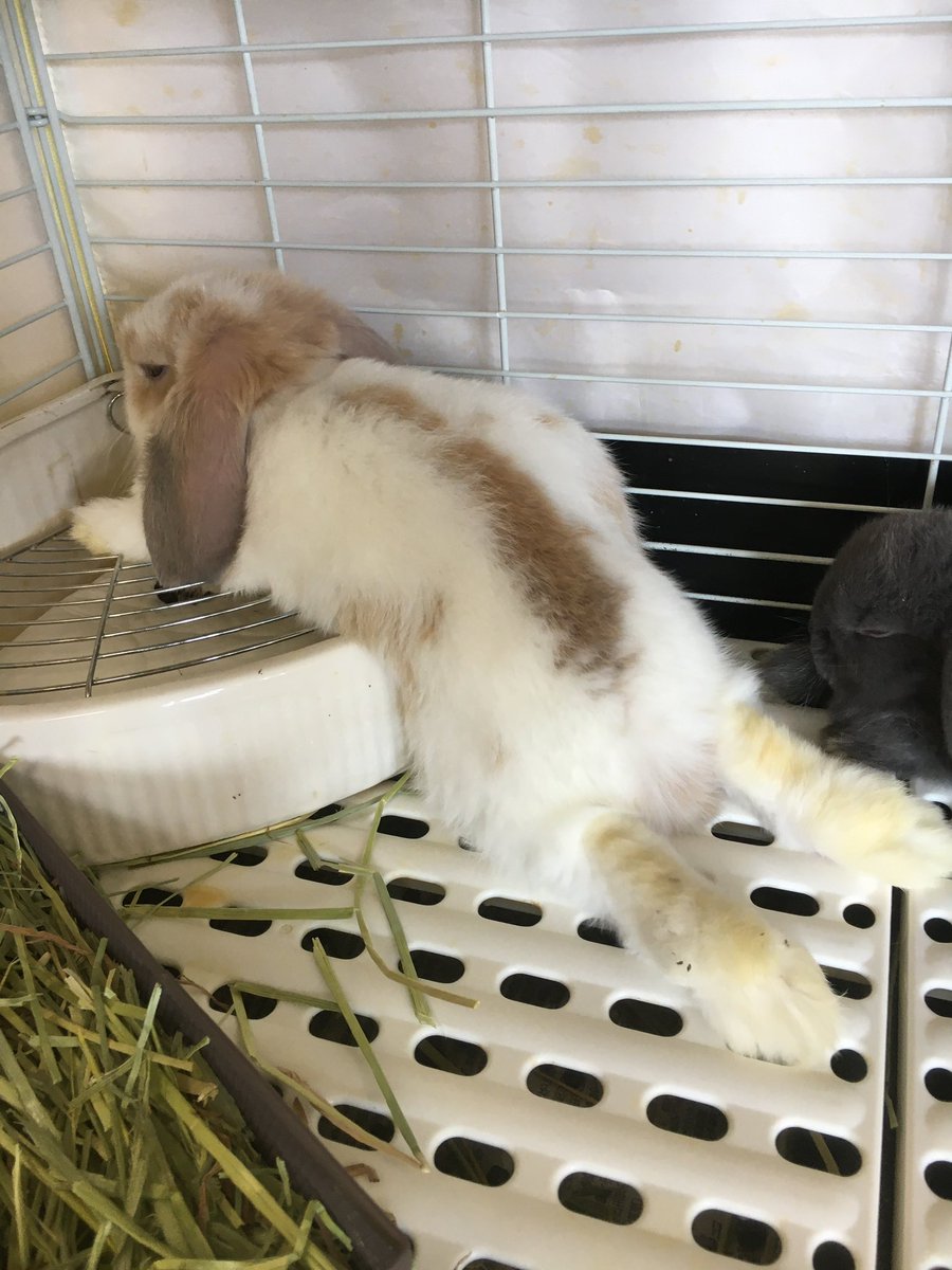 chocolate_otter's tweet image. 本日も12時開店しました🙇‍♂️
梅雨明けはまだしていない郡山市内ですが連日暑い💦メニューにはかき氷もありますよ🍧本日もご来店お待ちしております😊
