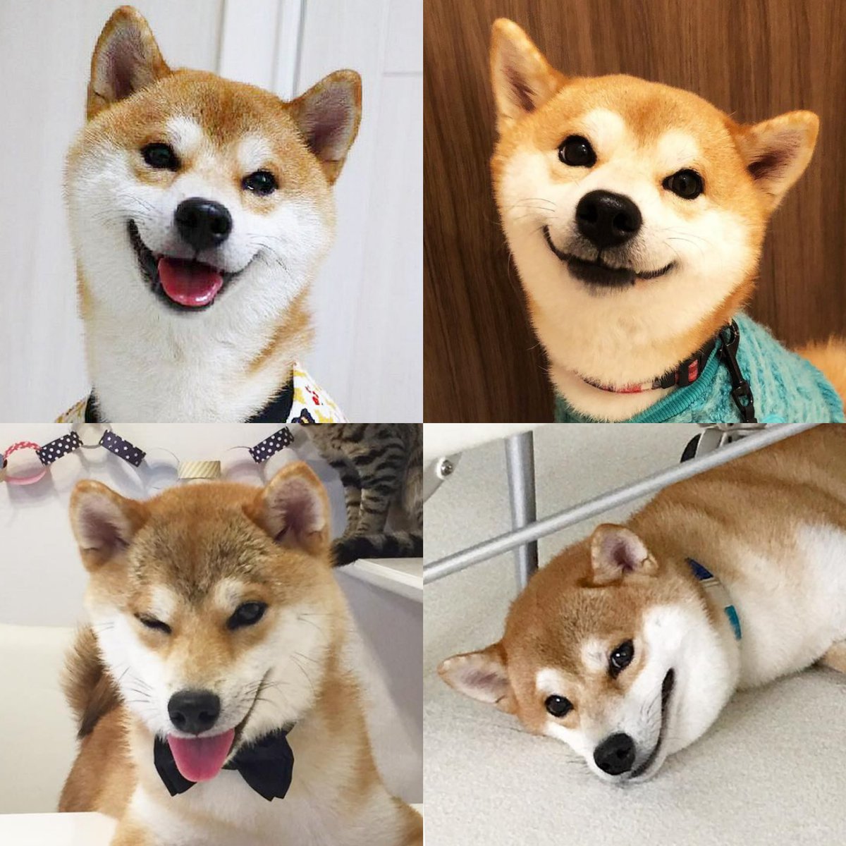 yuandtoro's tweet photo. 笑うよ！ワンコは表情豊かだよ☺️

#柴犬　#笑顔 https://t.co/ofcjK3f3q8
