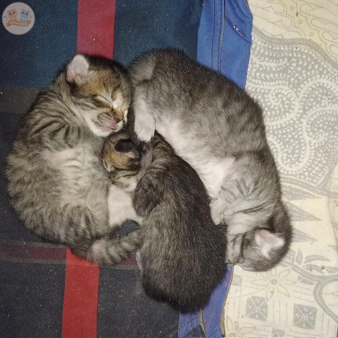 kochengfs's tweet photo. guys bantu aku kasih nama 3 kcg! mujaer bogel ini dong, maaciww https://t.co/exhzhpzm5N