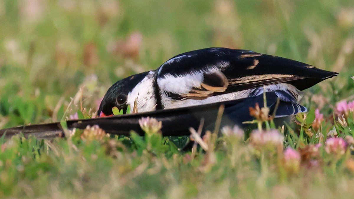 Lil game o' Peek a boo with a Pin-tail Whydah, his long tail curled about him like a cat