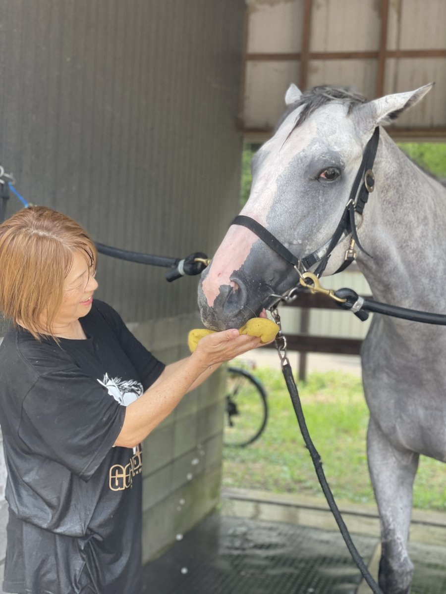 umanmapark's tweet image. 馬洗い体験!
体験後、お父さん(ゴールドシップ)のTシャツにハクシュの毛がびっしり!!なかなかレアですっ!!
#ハクシュ
#ゴールドシップ産駒