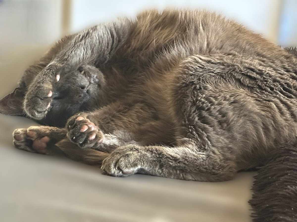 When you give a stray a chance ♥️