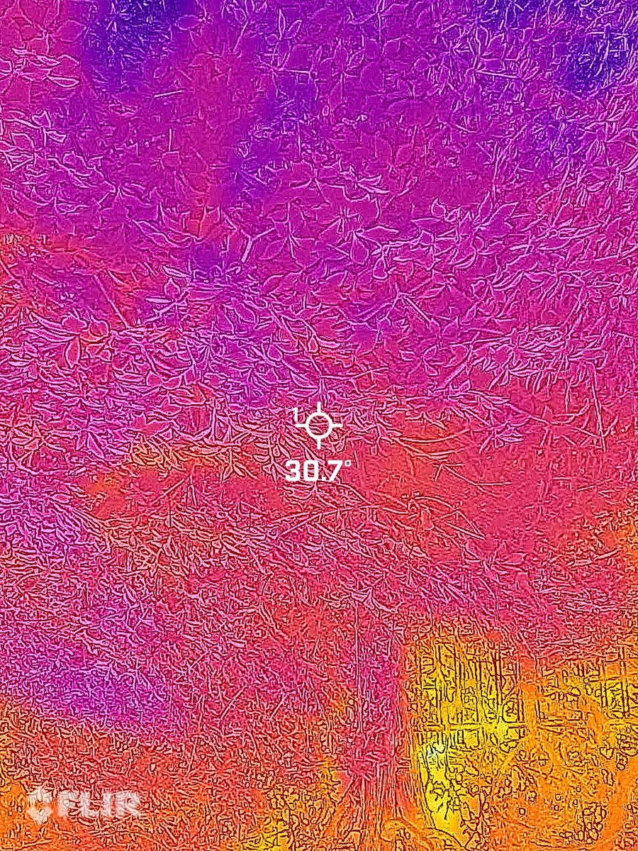 ohashimasaki's tweet photo. サーモグラフィーカメラで撮影してきました。曇天、iPhoneの天気アプリでは気温30℃。

黒い家→42℃
白い家→36℃
木のある庭→33℃
庭自体→30℃

色よりも植物の有無が壮絶なレベルの違いだった… https://t.co/dQ5S6J6DpJ