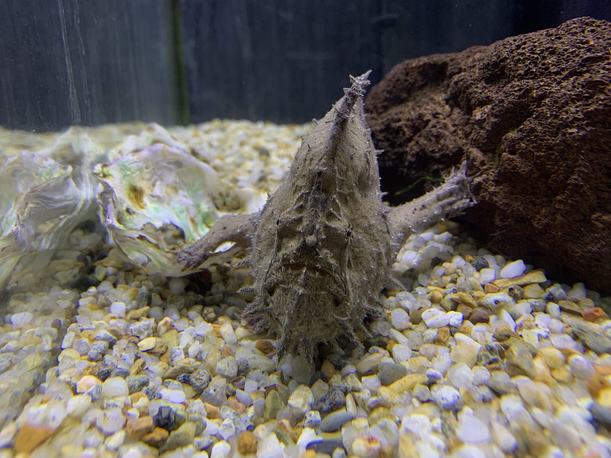 淡水カエルアンコウ入荷しました
動きがのんび〜りなので写真も撮りやすいです
ちっちゃい怪獣ですね🦖
#淡水カエルアンコウ
#カエルアンコウ