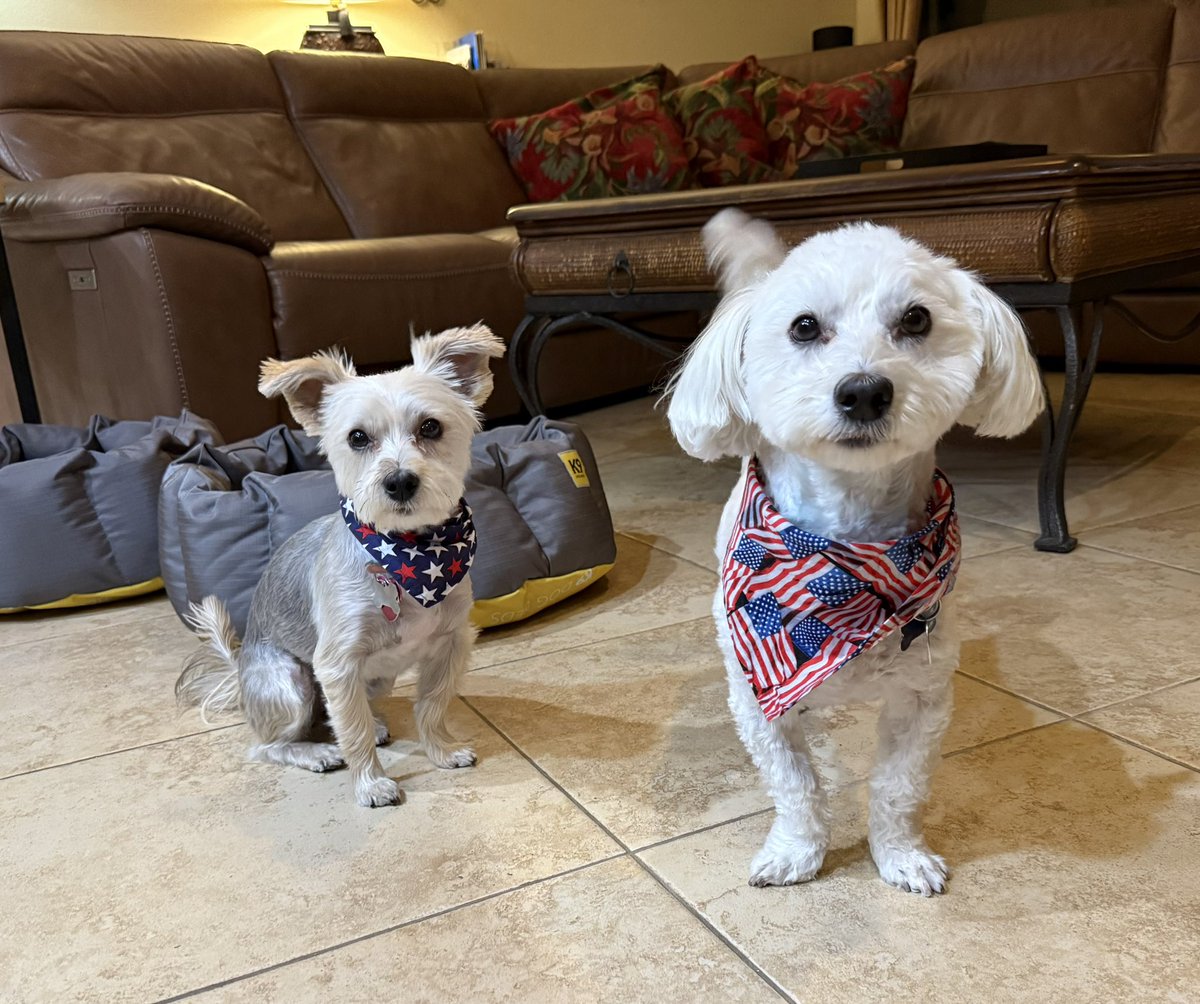SirBailey2's tweet photo. Look what Mommy an Daddy them’s did!!! 
Thems rolled up the’s red carpet. An washing ours beds 😊 Mommy hers said thems lightenup the’s room 🔆 I’s said naw, that’s me’s an Rosie!!! 🔆🐶🐾 #dogsoftwitter #dogsofx #adogslife #doggo #pets 💚 https://t.co/mn5Y6Q4pku