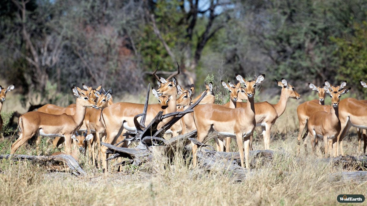 It's Sunday Funday, let's see what is waiting out in the bush for us. Jordan is your director, and Mika is here to chat. Send your comments and questions to wildearth.tv/questions #wildearth