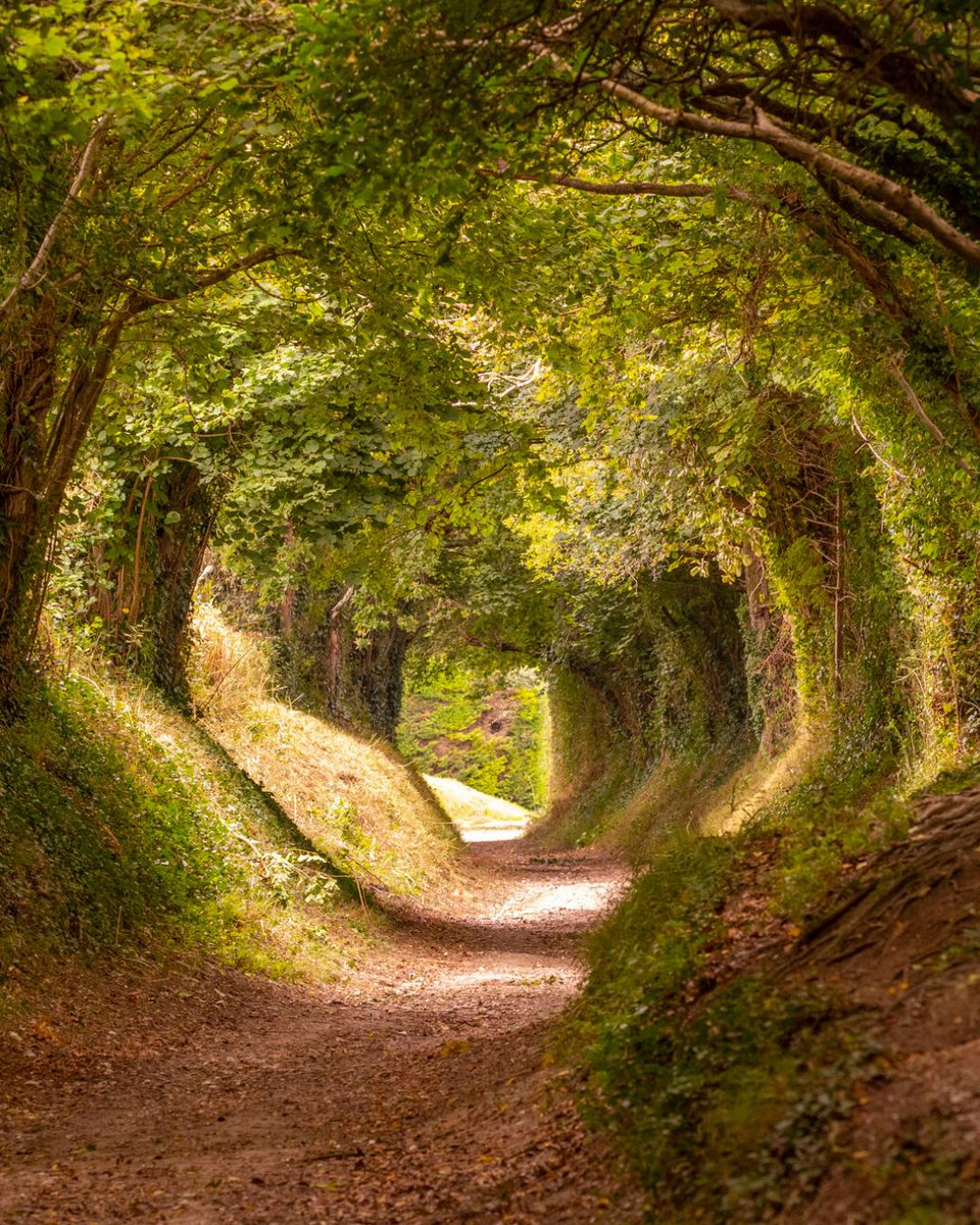 Halnaker Holloway, also known as Stane Street - the old Roman Road between London and Chichester.

The word 'Stane' derives from the old English for 'stone', which was used to differentiate paved roads from muddy tracks.

📷 Graham Smith