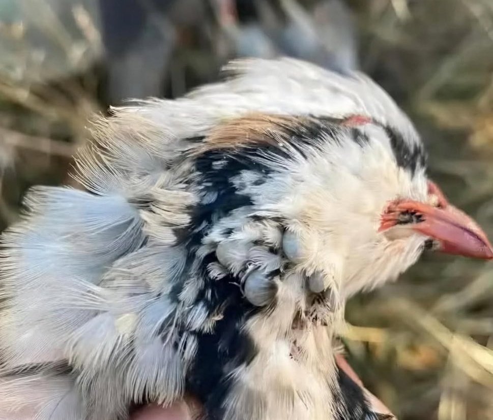 Keklik &amp; Kene Savaşında İlk Kayıp Verildi :(

Ama Keneler Bilsin ki !

Keklik Kışı Geçirir Ama Yediği Keneyi Unutmaz...

Hayırlı Sabahlar Olsun..