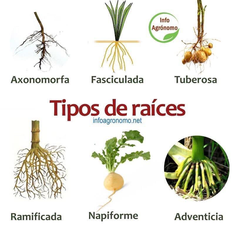 Tipos de raíces