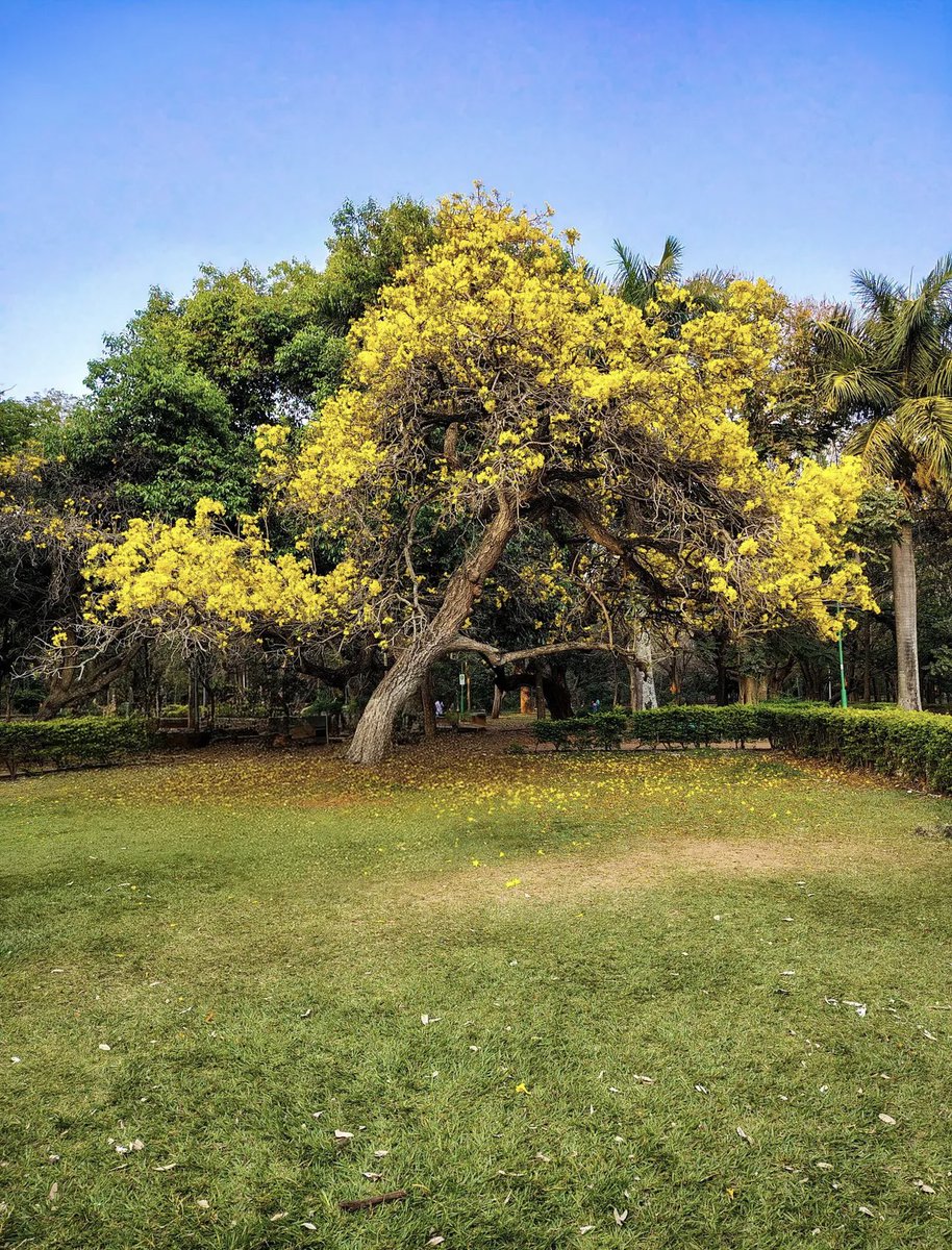 Share your Tree photographs !!