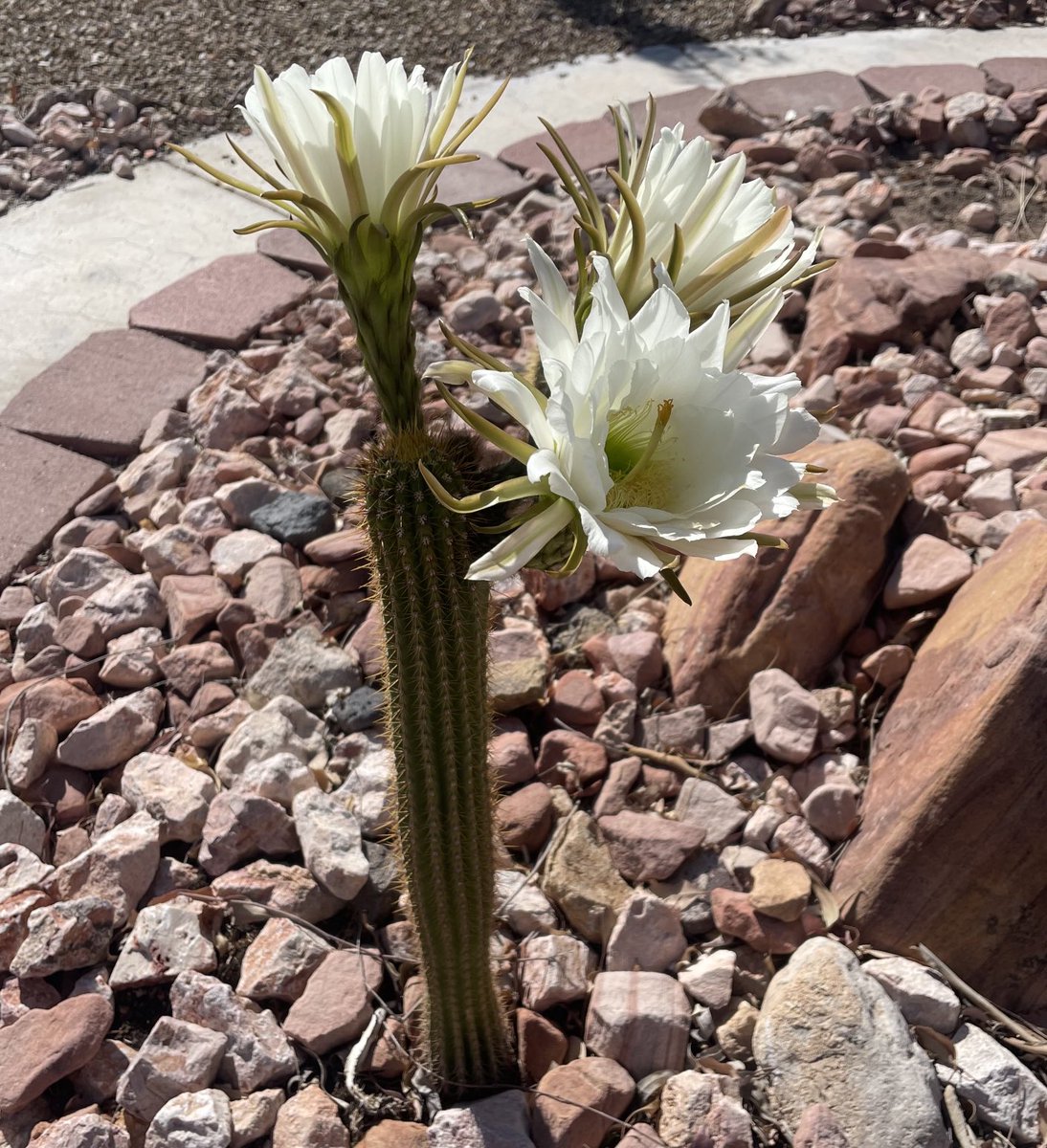 TomilkinaDesign's tweet photo. Cactus bloom 🌵 #cactus #cactusbloom #bloom #desert #desertbeauty #desertflower #flower https://t.co/pbsfDR1qnx