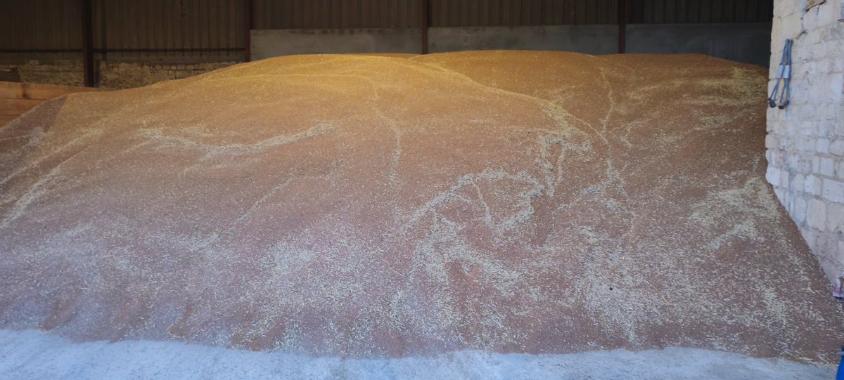 MathildeJonet's tweet image. Blé variété Junior, super qualité ! @vivescia #clubFrancine #FarineFrancine
10 ème moisson, 1 er blé fauché un 5 juillet 😲.