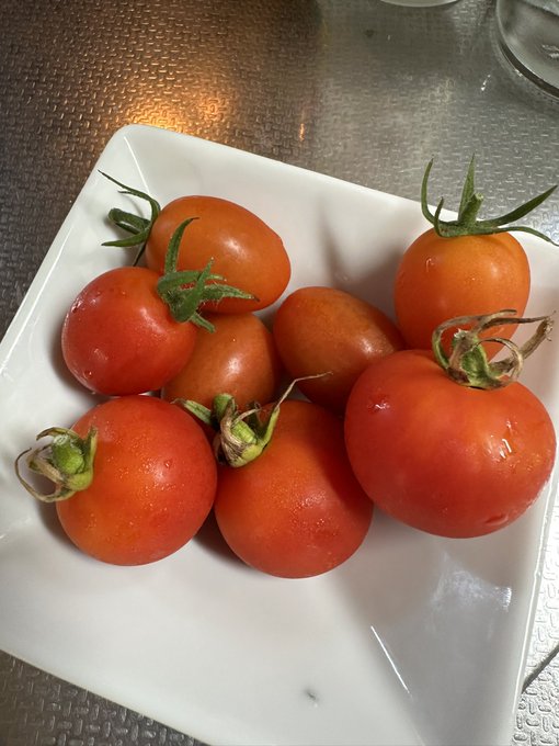 自家栽培の初トマトたべま 